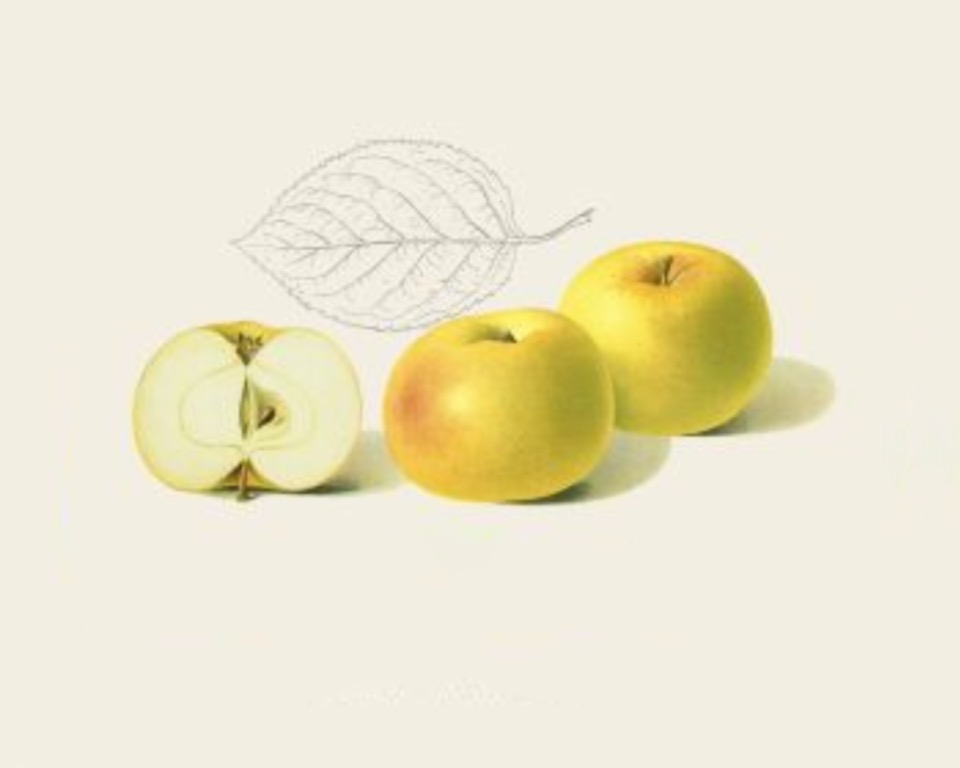 Historische Abbildung von zwei gelblich-rötlichen Äpfeln, einem aufgeschnittenen Apfel und einem stilisierten Blatt; BUND Lemgo