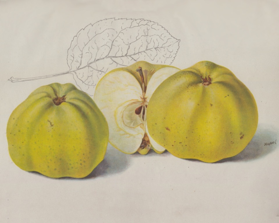 Historische Abbildung von zwei gelblich-grünen Äpfeln, eines aufgeschnittenen Apfels und eines stilisierten Blattes; BUND Lemgo